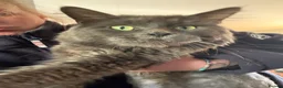 Maine Coon cats for sale: Home reared MaineCoon Pedigree Kittens  - Advert 7