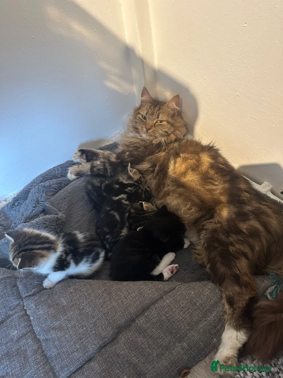Maine Coon cats for sale: Maincoon cross British blue kittens  in Pevensey - Advert 1
