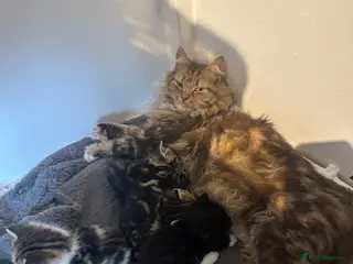 Maine Coon cats Maincoon cross British blue kittens - Advert 4