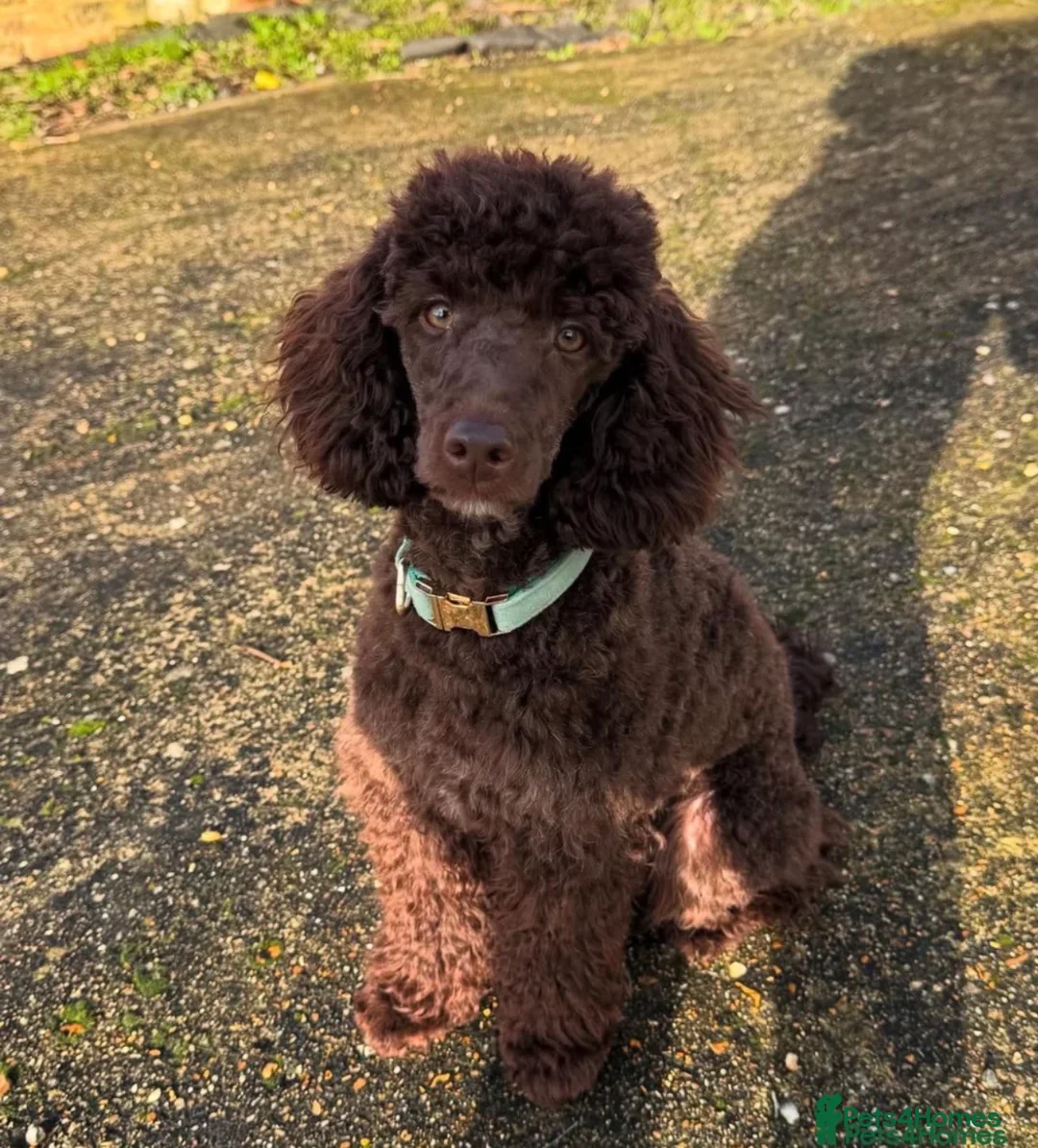 Miniature Poodle dogs for sale: Beautiful Miniature Poodle Puppies - Advert 2