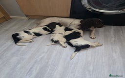 English Springer Spaniel dogs for sale: male springer  - Image 7