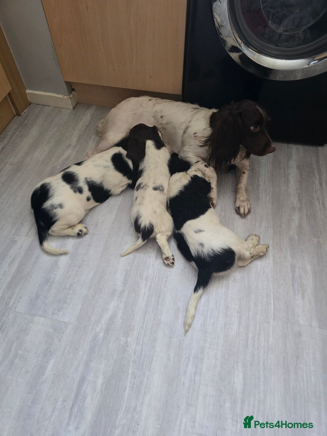 English Springer Spaniel dogs for sale: male springer  - Image 7