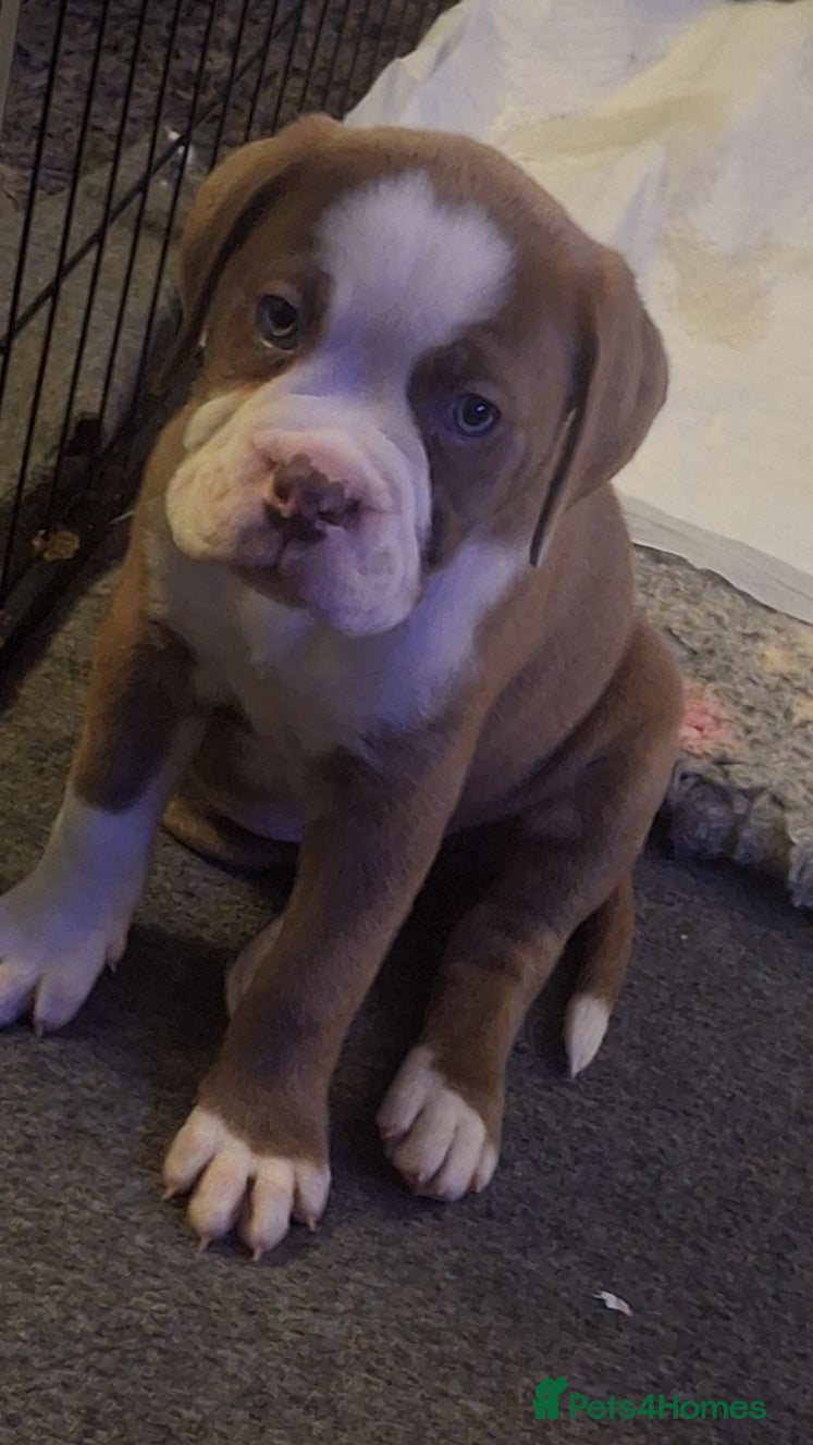 Mixed Breed dogs OLD TYME X CANE CORSO  - Advert 2