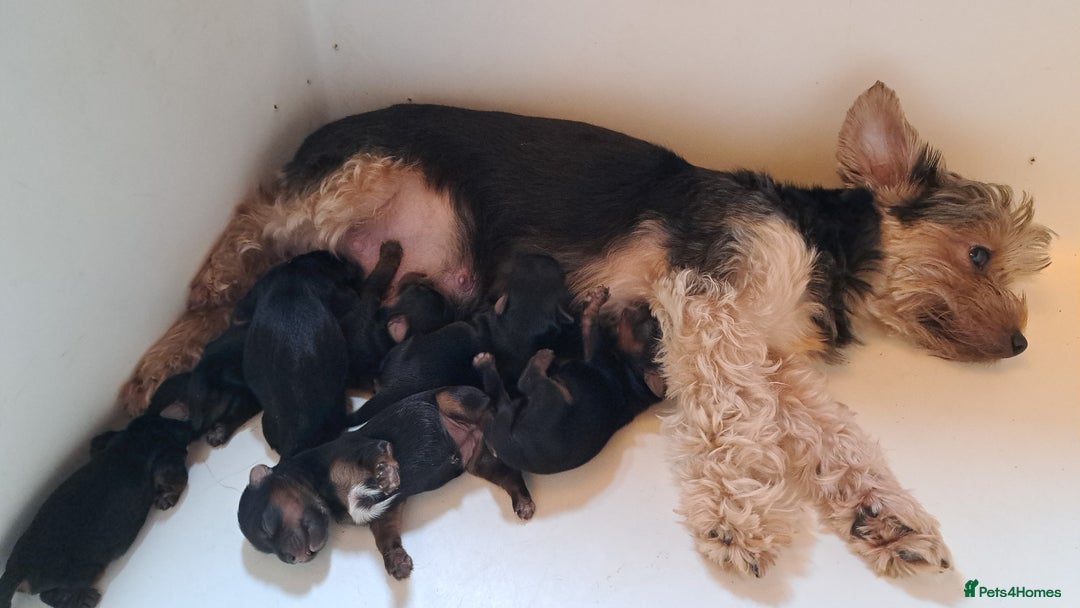 Yorkshire Terrier dogs for sale: Pedigree Yorkshire terrier puppy's  - Advert 15