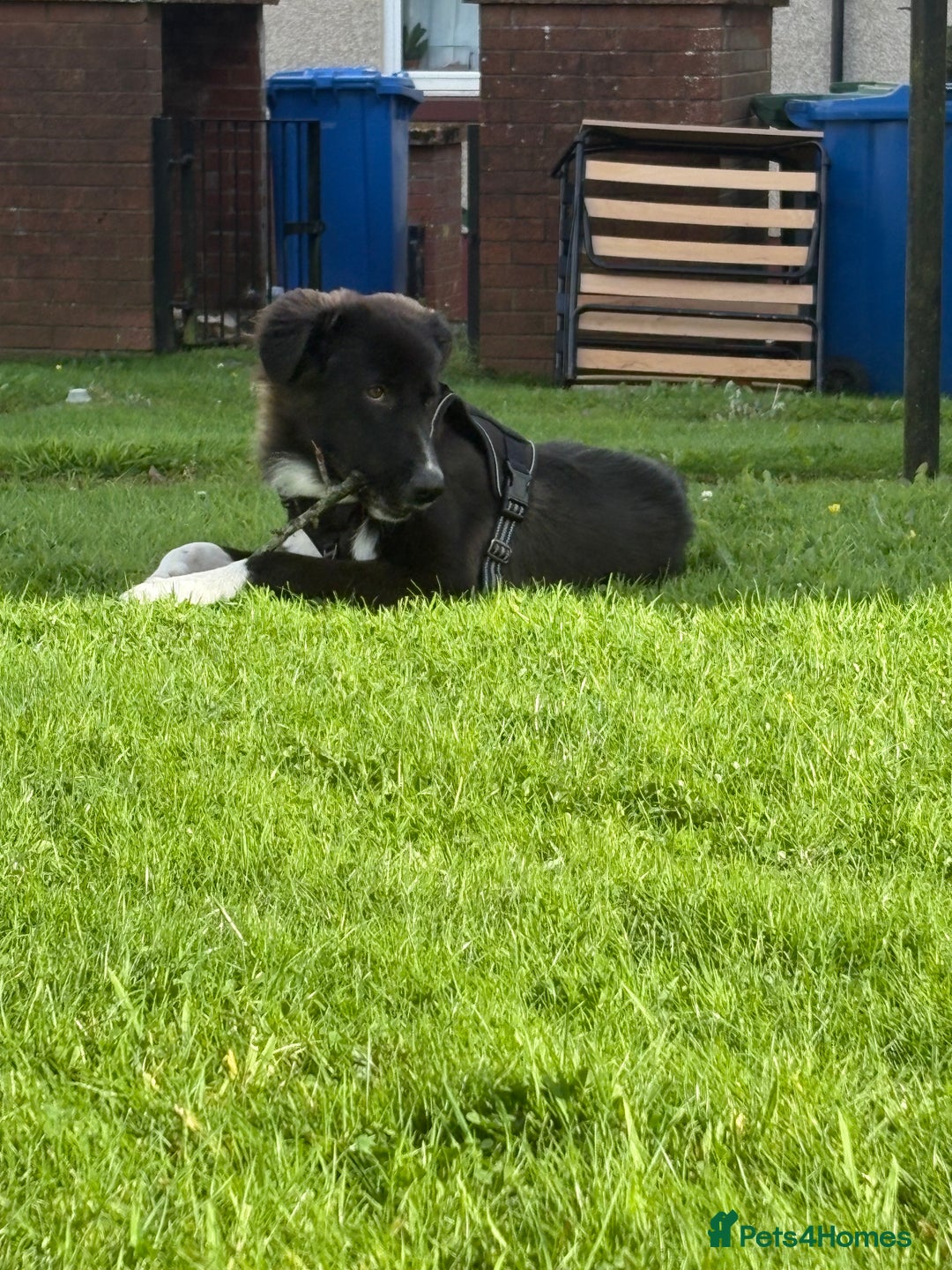 Mixed Breed dogs for sale: Mix bread dog for sale  - Image 5