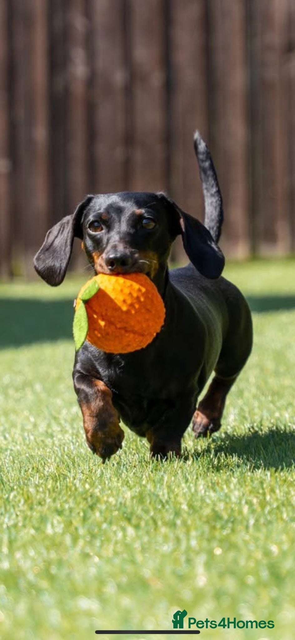 Miniature Dachshund dogs Lovely Black and Tan Brindle bitch - Advert 11