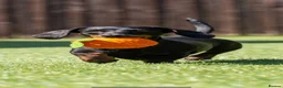 Miniature Dachshund dogs for sale: ⭐️SOLD⭐️ Lovely Black and Tan Brindle bitch - Advert 1