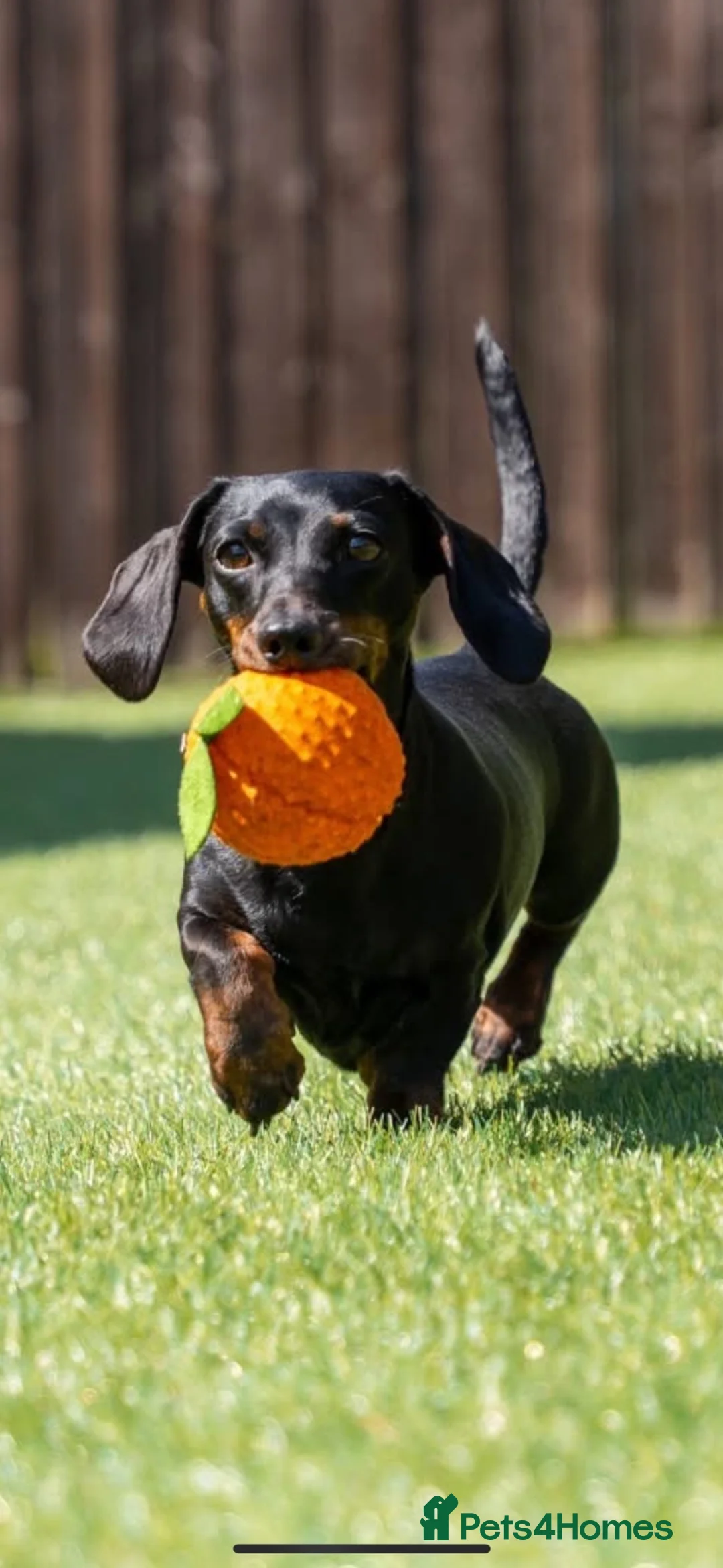 Miniature Dachshund dogs for sale: ⭐️SOLD⭐️ Lovely Black and Tan Brindle bitch - Advert 1