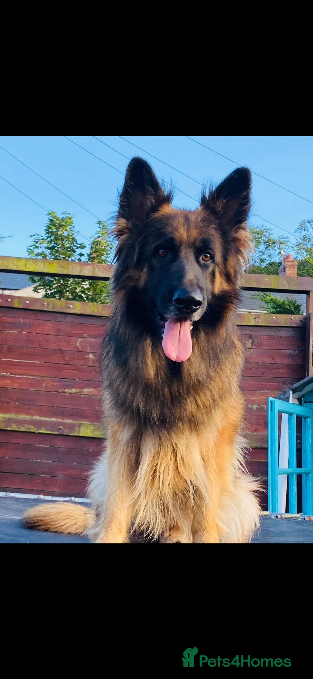 German Shepherd dogs for sale: Gorgeous German shepherd pups for sale  in Durham - Advert 17