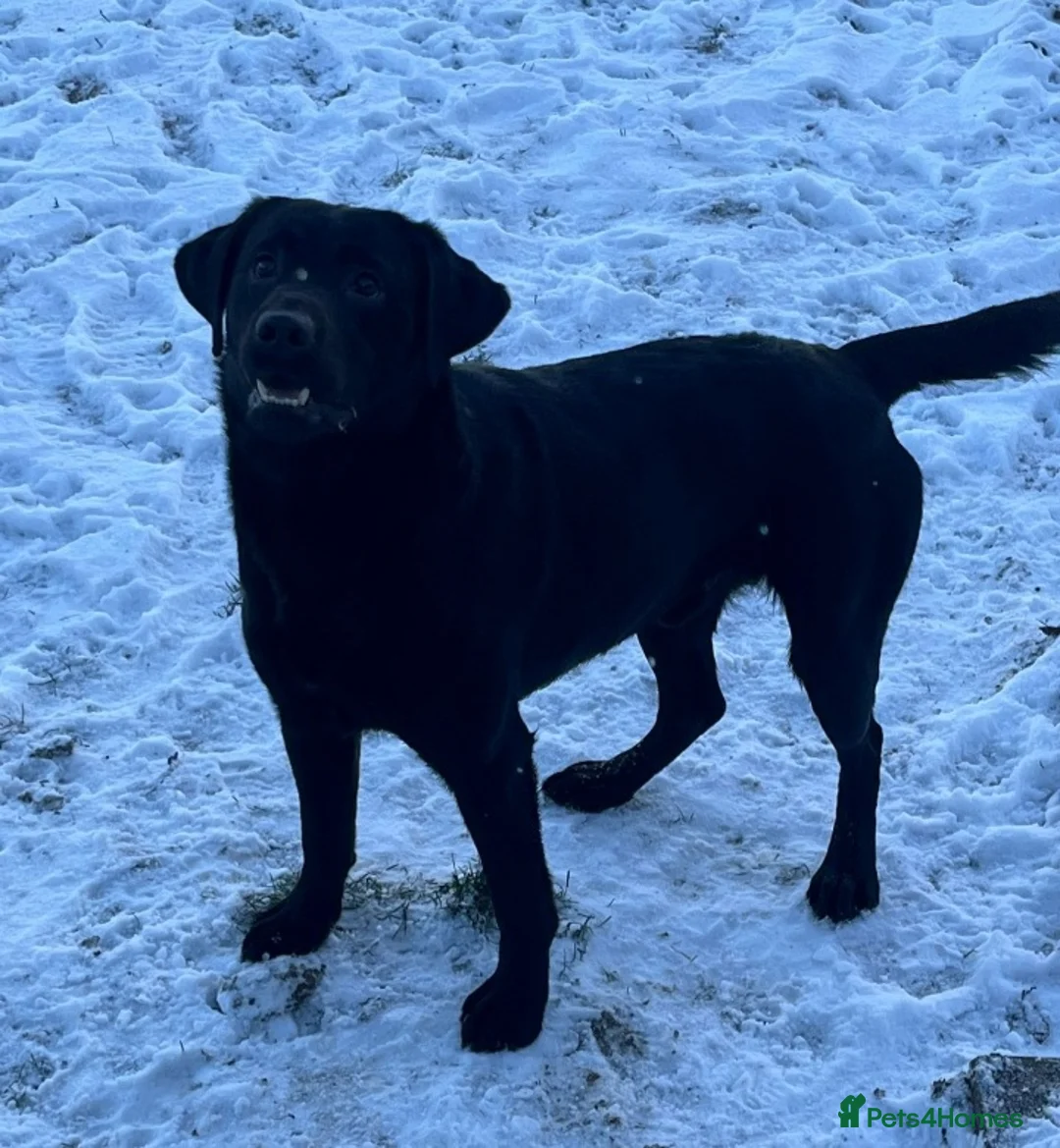 Labrador Retriever dogs for stud: STUNNING LABRADOR - STUD  - Advert 2