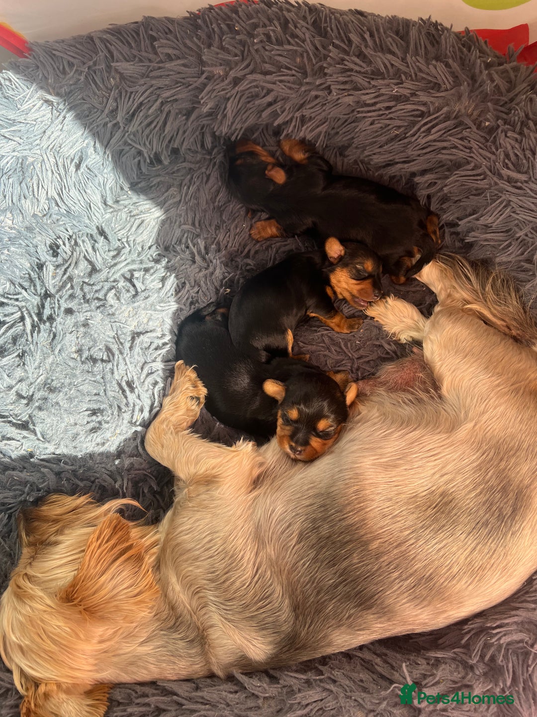 Yorkshire Terrier dogs for sale: Yorkshire terrier puppies  - Image 5