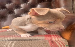 Jack Russell dogs for sale: Fantastic litter of miniature jr rare  colours  - Image 13
