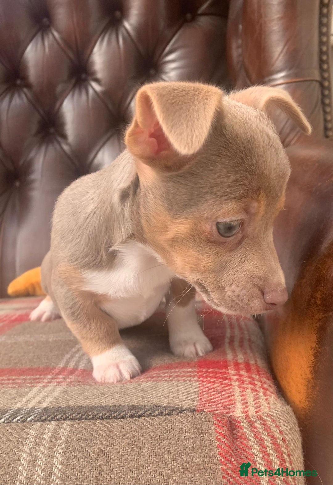 Jack Russell dogs for sale: Fantastic litter of miniature jr rare  colours  - Image 13
