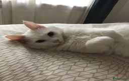 Turkish Angora cats for sale: Gorgeous Snow Turkish Angora Boy Twins URGENT 🩵 - Image 7