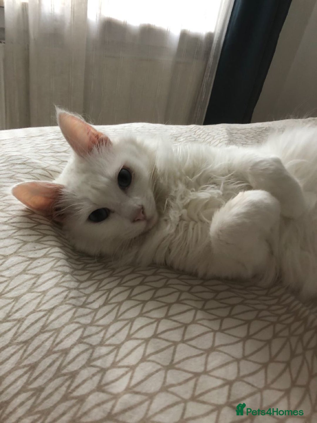 Turkish Angora cats for sale: Gorgeous Snow Turkish Angora Boy Twins URGENT 🩵 - Image 7