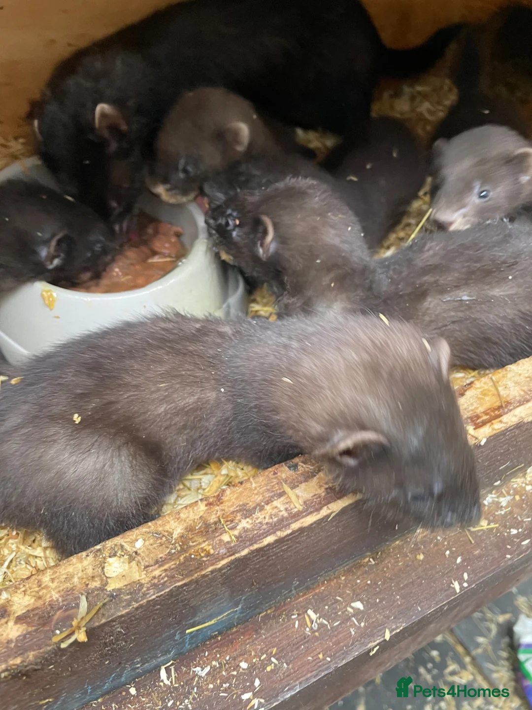 Ferret rodents for sale: EU Angora Polecat Cross - Advert 1