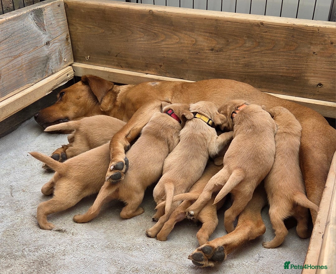 Labrador Retriever dogs for sale: 1 BOY LEFT!! Fox Red Labrador - Working Lines - Image 21