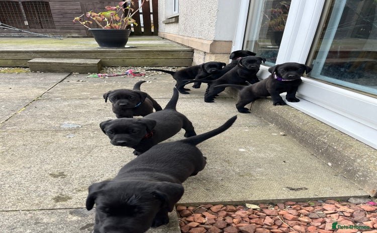 Labrador Retriever dogs - Advert 6