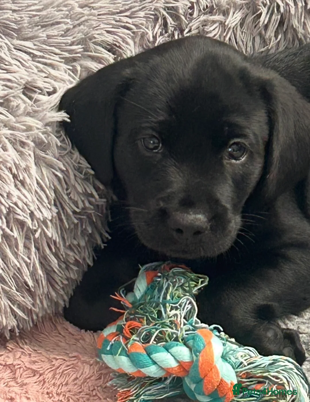Labrador Retriever dogs for sale: Ready now litter of KC reg Labrador puppies  - Advert 2