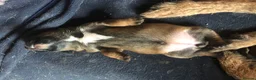 Border Terrier dogs for sale: FEMALE BORDER TERRIER PUPPY  CREDITS WORKI/SHOWING - Advert 2
