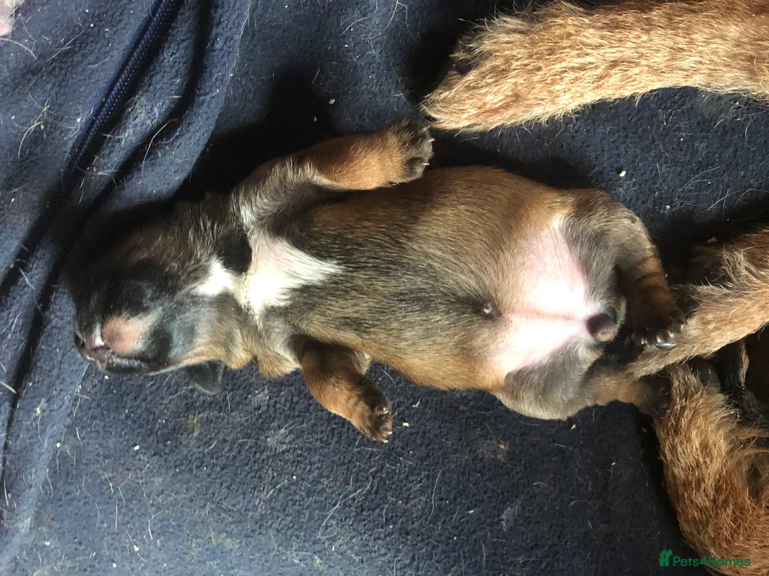 Border Terrier dogs for sale: FEMALE BORDER TERRIER PUPPY  CREDITS WORKI/SHOWING - Advert 2