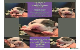 Staffordshire Bull Terrier dogs for sale: VERY RARE WHITE BLUE PIED & BLUE/WHITE SBT'S - Image 3