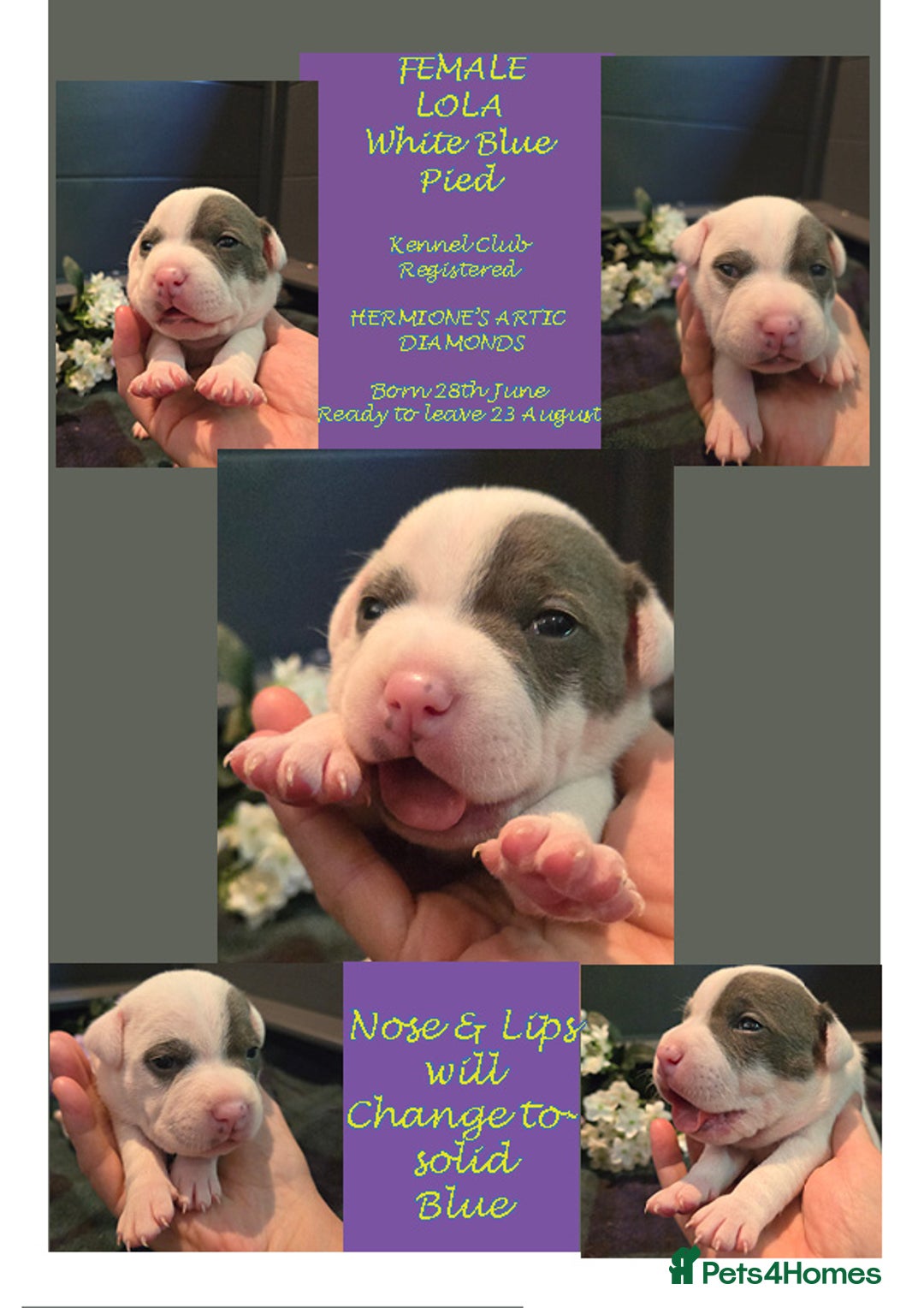 Staffordshire Bull Terrier dogs for sale: VERY RARE WHITE BLUE PIED & BLUE/WHITE SBT'S - Image 3