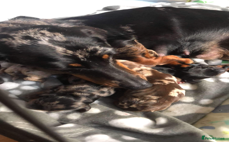 Miniature Dachshund dogs ❤️🐶 Miniature Dashaunds 🐶❤️ - Advert 1