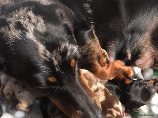 Miniature Dachshund dogs ❤️🐶 Miniature Dashaunds 🐶❤️ - Advert 1