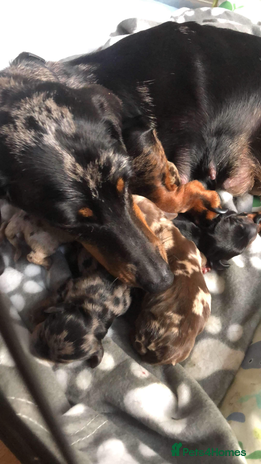 Miniature Dachshund dogs ❤️🐶 Miniature Dashaunds 🐶❤️ - Advert 1