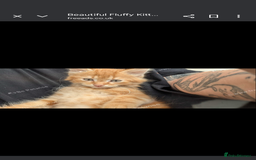 Mixed Breed cats for sale: Beautiful mix breed part maincoon kittens  - Image 2