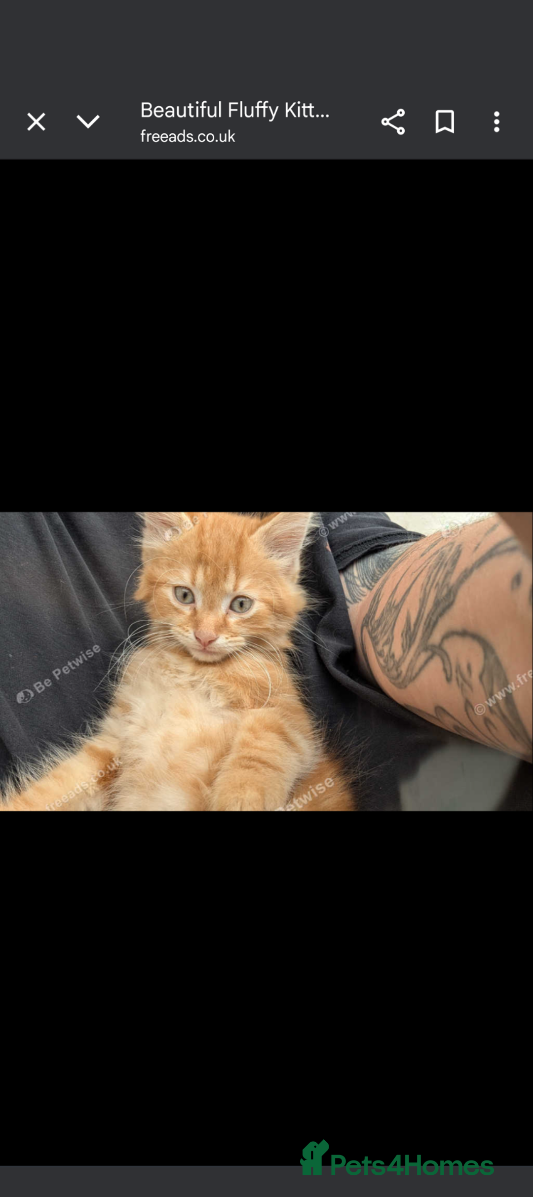 Mixed Breed cats for sale: Beautiful mix breed part maincoon kittens  - Image 2