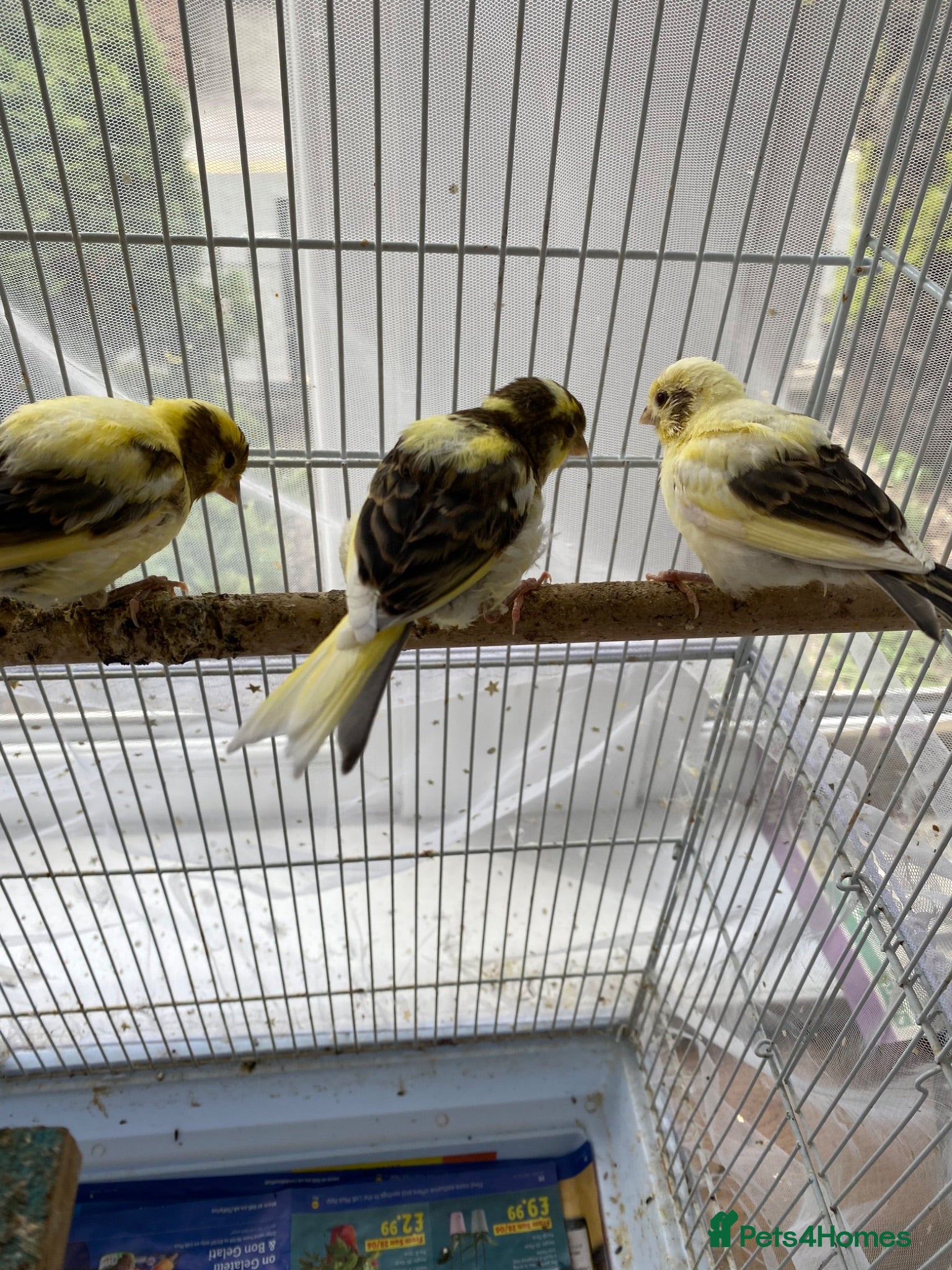 Canaries birds 3 baby canaries for sale - Advert 1
