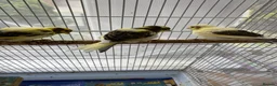 Canaries birds for sale: 3 baby canaries for sale - Advert 1