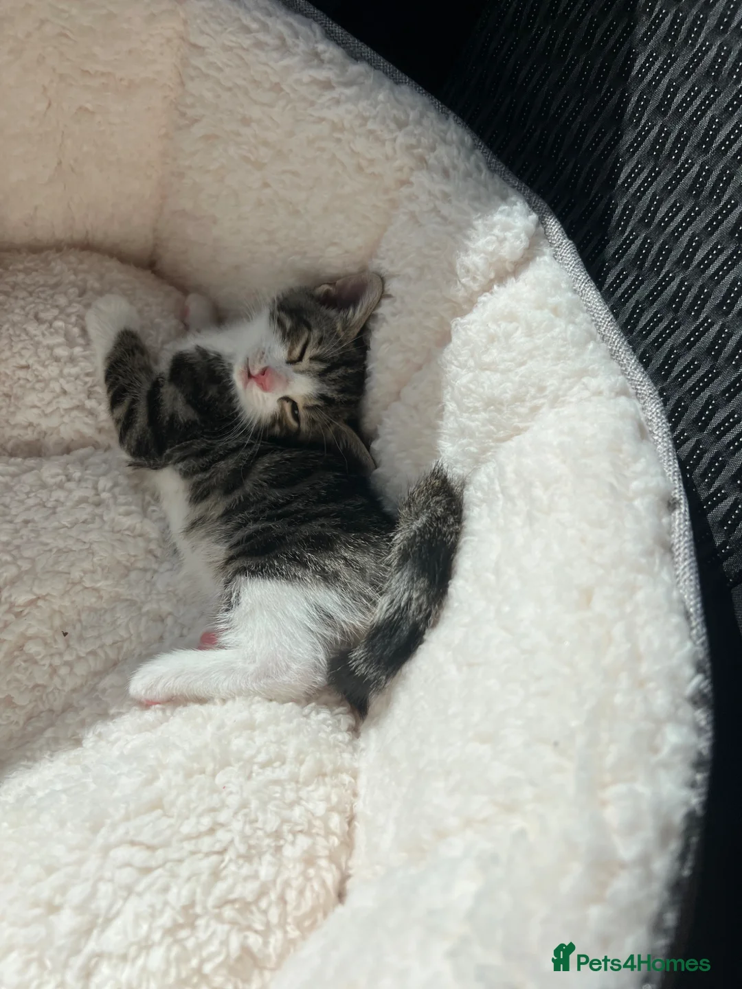 Mixed Breed cats for sale: Male mix kitten in Northallerton - Advert 4