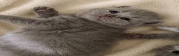 British Shorthair cats for sale: GCCF exceptional quality British Shorthair kittens - Advert 3