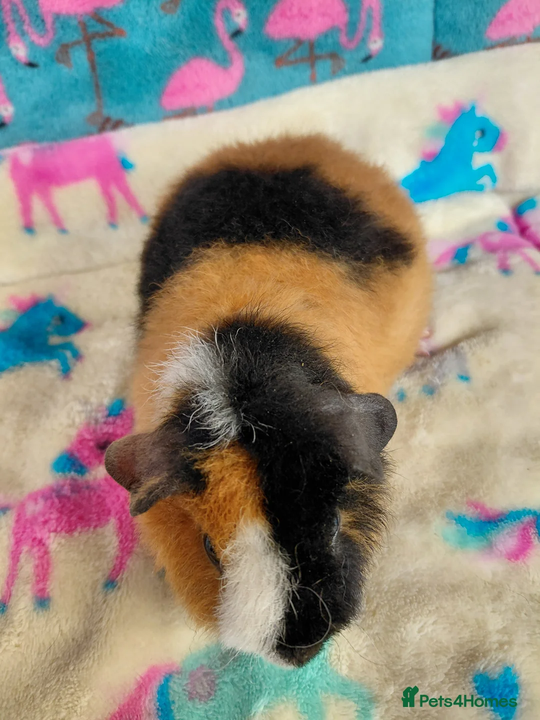 Guinea Pig rodents for sale: Baby Longhaired Boars /Merino/ Teddy/Goldens  - Advert 5