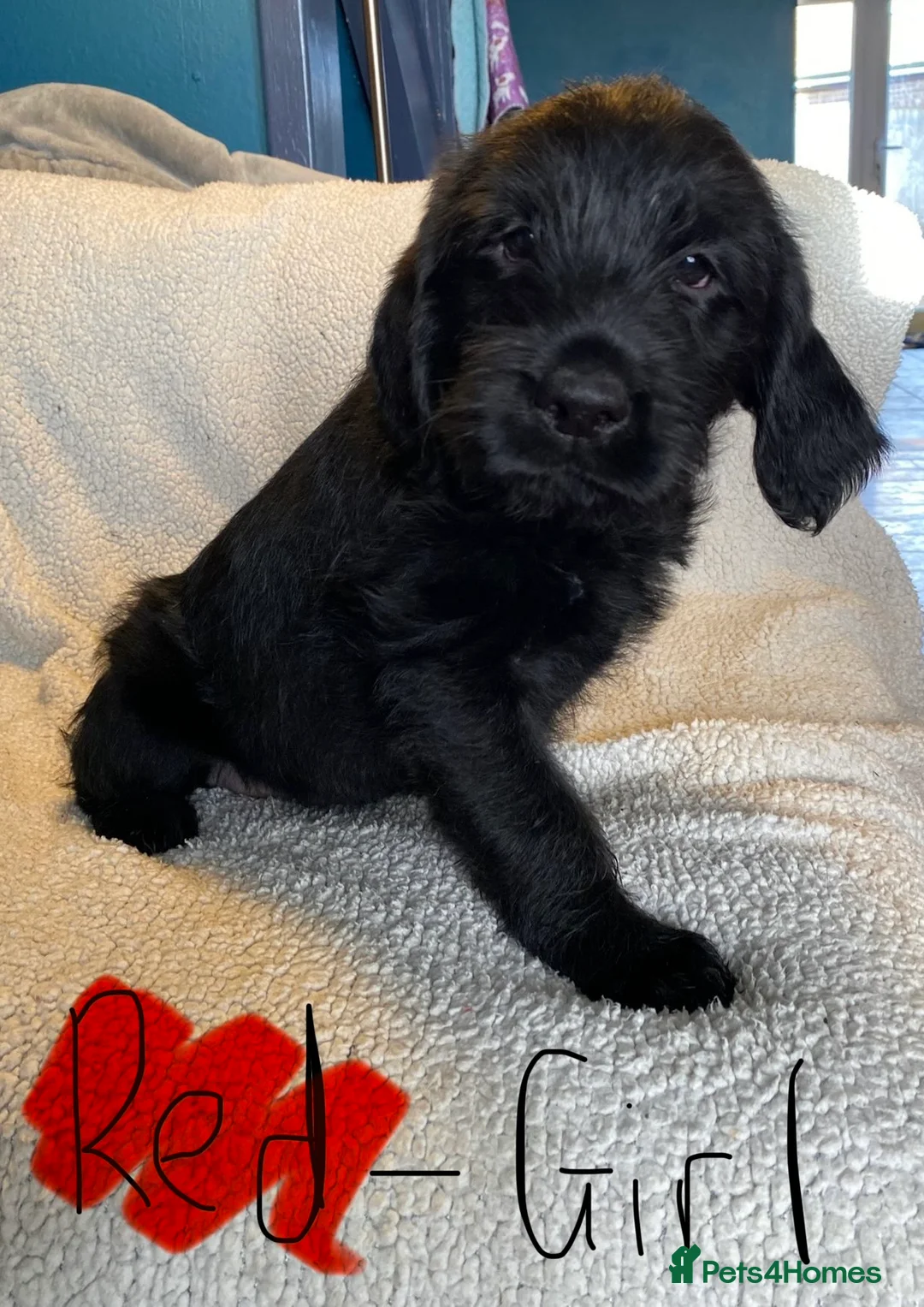 Mixed Breed dogs for sale: Labrador pups ready now  - Advert 2