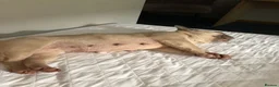 French Bulldog dogs for sale: Ruby  - Advert 5