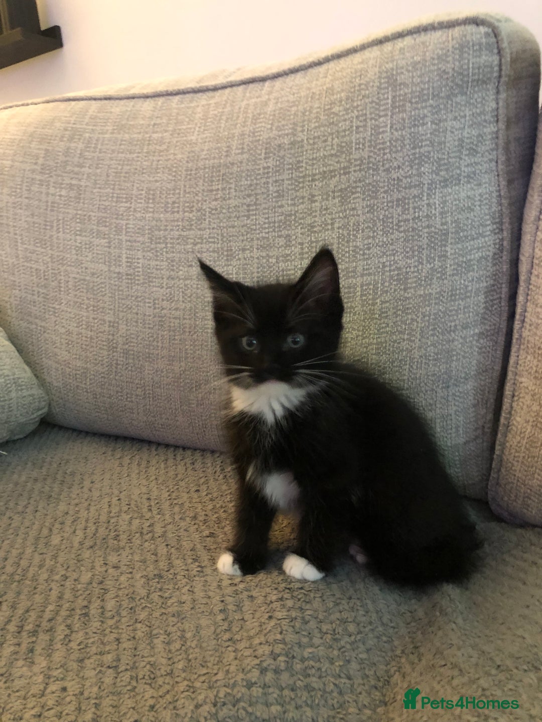 Ragdoll cats for sale: Ragdoll mix beautiful kittens  - Image 10
