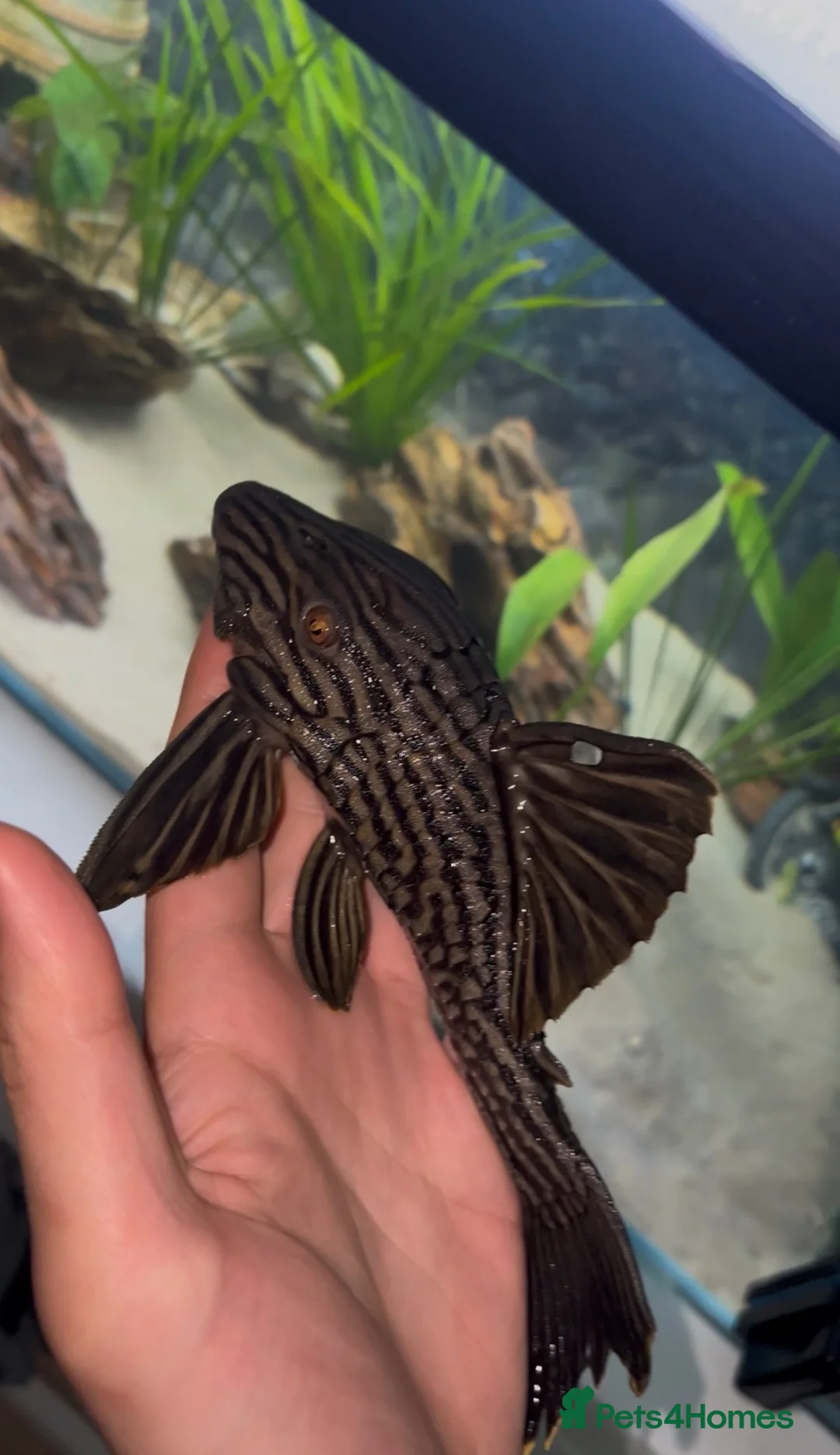 Plecos fish for sale: Watermelon Panaque Pleco L330 in Manchester - Advert 2