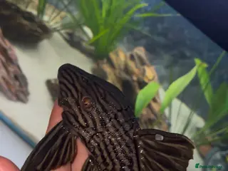 Plecos fish Watermelon Panaque Pleco L330 - Advert 2