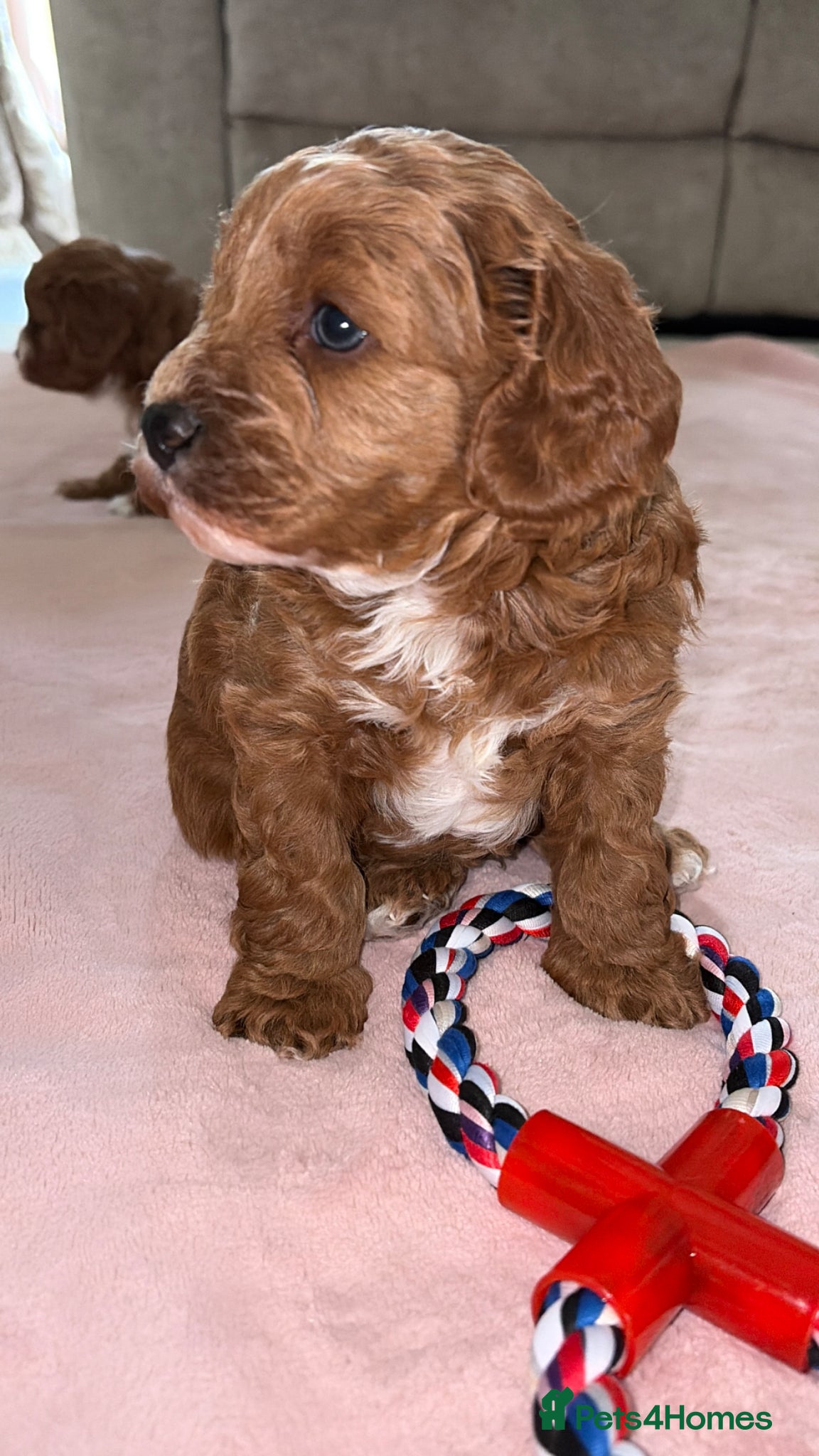 Cavapoo dogs 5⭐️Health Cleared Deep red Toy Cavapoo puppy’s  - Advert 2