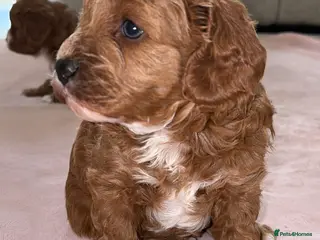 Cavapoo dogs 5⭐️Health Cleared Deep red Toy Cavapoo puppy’s - Advert 2