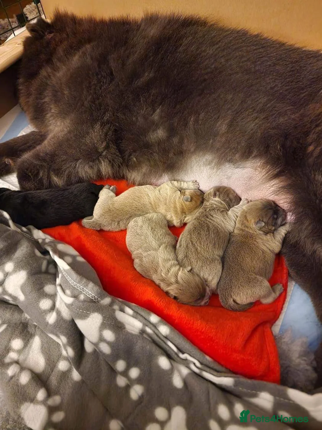 Chow Chow dogs for stud: Top Rainbow producer champion choc&blue carrier  in Cheltenham - Advert 12