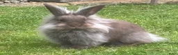 Mini Lion Lop rabbits for sale: Bonded Pair Mini Lionhead lops in Ross-on-Wye - Advert 2