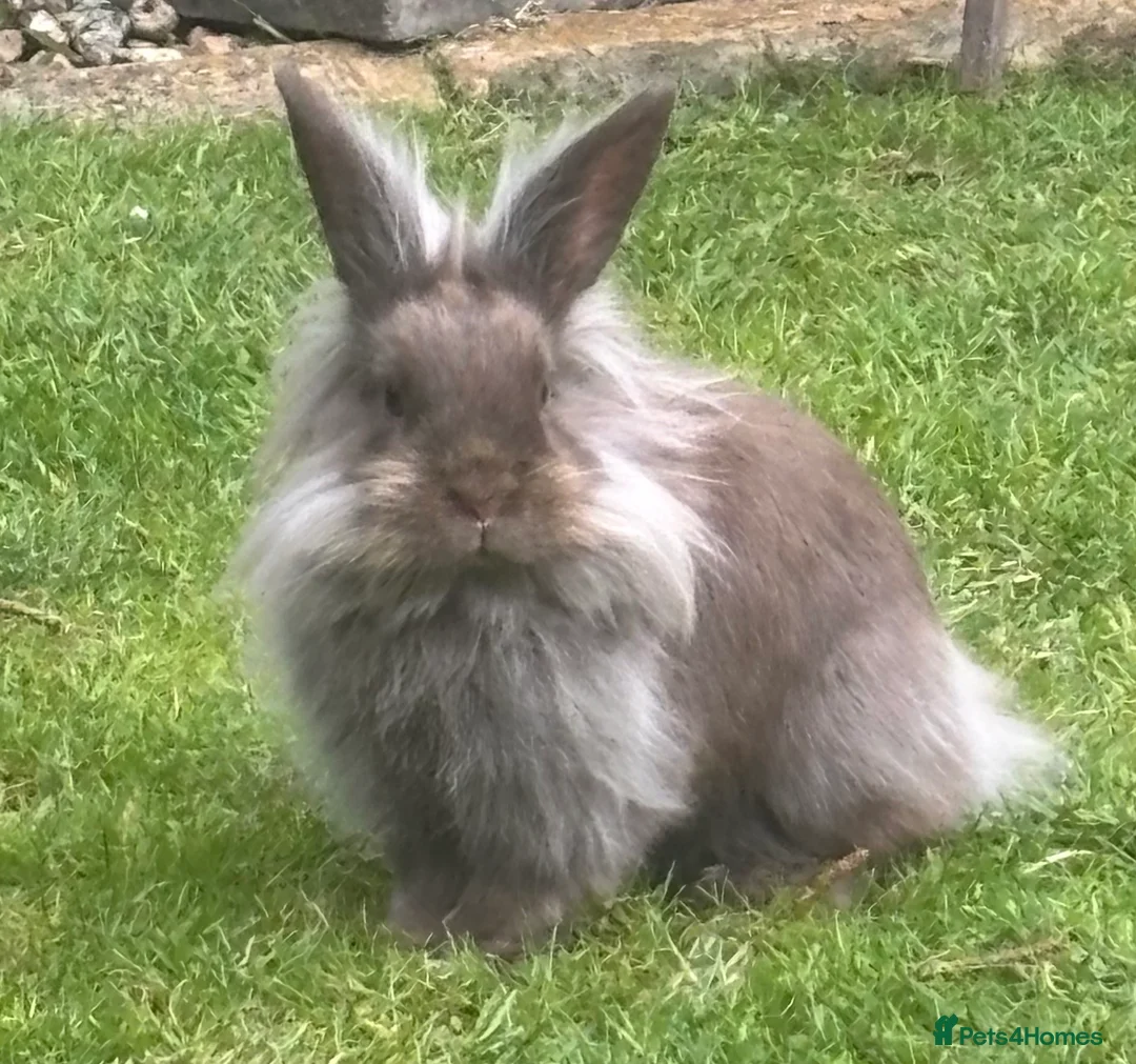 Mini Lion Lop rabbits for sale: Bonded Pair Mini Lionhead lops in Ross-on-Wye - Advert 2