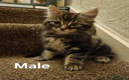 Maine Coon cats for sale: Beautiful fluffy Maine coon cross Kittens - Image 2