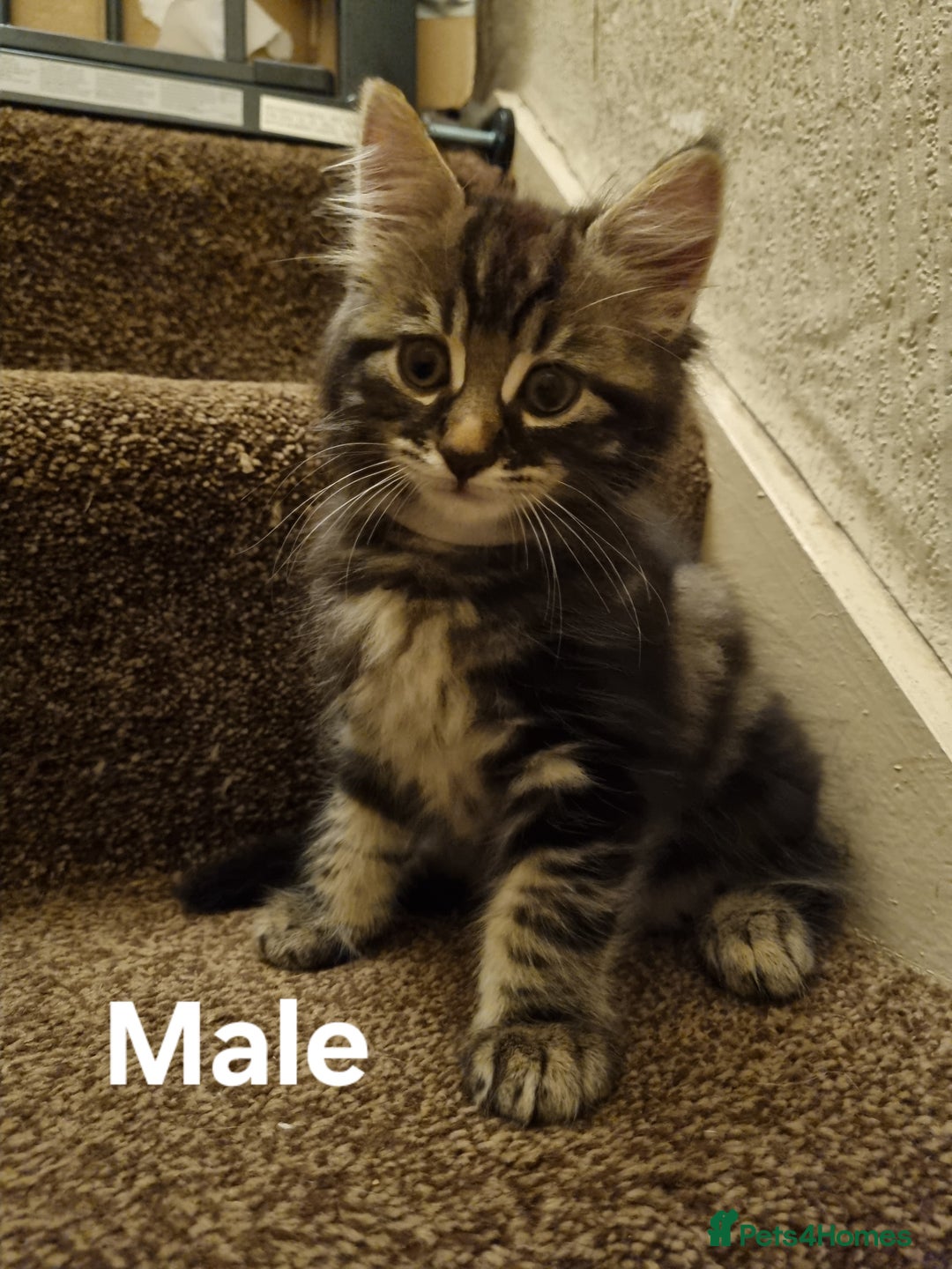 Maine Coon cats for sale: Beautiful fluffy Maine coon cross Kittens - Image 2