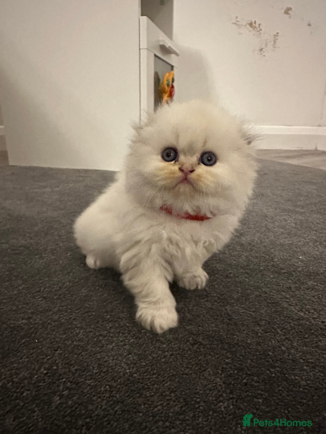 Scottish Fold cats for sale: Scottish fold Kitten Healthy &Loving - Advert 30